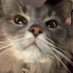 Meet your Posher, Hunter